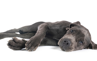 The Best Orthopedic Beds for Great Danes: A Comprehensive Review