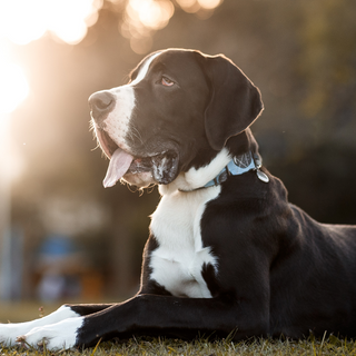 Great Danes Health Issues: What Every Owner Needs to Know