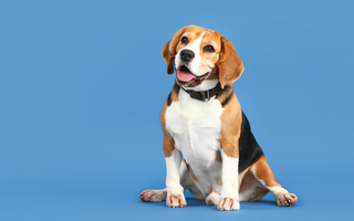 The Ultimate Guide to Beagle