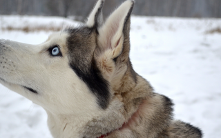 The Ultimate Guide to Siberian Husky