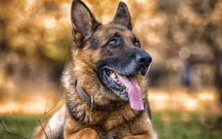 10 Must-Know Tips for Caring for a German Shepherd Puppy