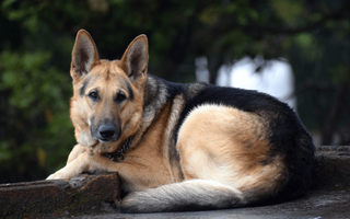 German Shepherd Dog Grooming 101: How to Keep Your Pup Looking Their Best