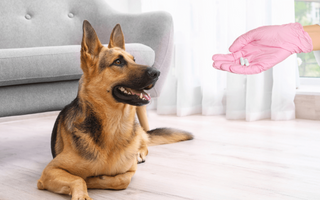 German Shepherd Dog Health Issues: What Every Owner Should Know