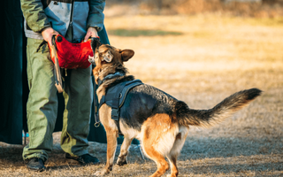 The Ultimate Guide to German Shepherd Dog Training