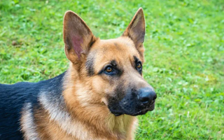 Senior German Shepherd Dog Care: Tips for Keeping Your Aging Pup Happy and Healthy