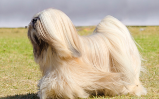 Lhasa Apso Exercise Needs: Keeping Your Lhasa Apso Fit and Happy