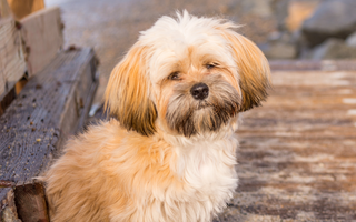 Lhasa Apso Temperament: What to Expect from Your Dog