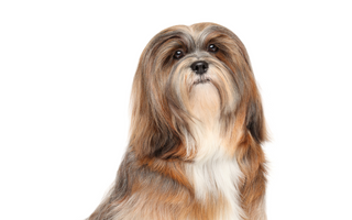 Are the Lhasa Apso Good with Kids? A Family-Friendly Breed Analysis