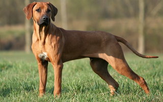 Best Diet for Rhodesian Ridgebacks: Nutrition Tips and Food Recommendations