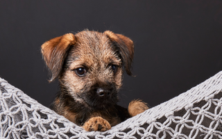 Are the Border Terrier Good with Kids? A Family-Friendly Breed Analysis