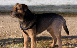 Border Terrier Temperament: What to Expect from Your Dog