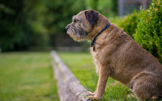 Border Terrier Exercise Needs: Keeping Your Border Terrier Fit and Happy