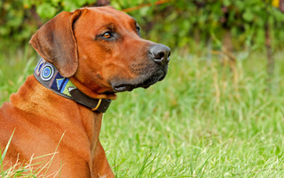 Rhodesian Ridgeback Temperament: What to Expect from Your Dog