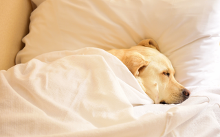 How to Choose the Right Bed Cover for Your Dog's Comfort and Hygiene