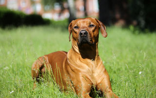 Are Rhodesian Ridgebacks Good with Kids? A Family-Friendly Breed Analysis