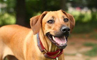 Rhodesian Ridgeback Exercise Needs: Keeping Your Rhodesian Ridgeback Fit and Happy