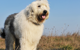 Top 10 Health Concerns for Old English Sheepdog: Prevention and Care