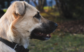 Best Diet for Anatolian Shepherd Dog: Nutrition Tips and Food Recommendations