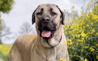 Anatolian Shepherd Dog Temperament: What to Expect from Your Dog