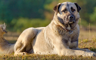 Anatolian Shepherd Dog Exercise Needs: Keeping Your Anatolian Shepherd Dog Fit and Happy