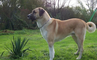 Are the Anatolian Shepherd Dog Good with Kids? A Family-Friendly Breed Analysis