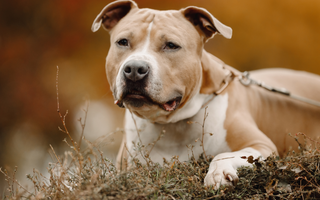 Staffordshire Bull Terrier Exercise Needs: Keeping Your Staffordshire Bull Terrier Fit and Happy