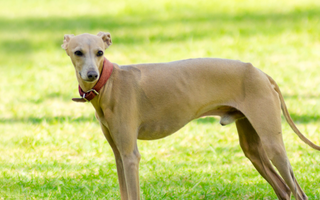 Top 10 Health Concerns for Italian Greyhound: Prevention and Care