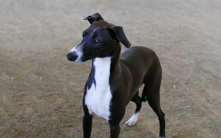 Are the Italian Greyhound Good with Kids? A Family-Friendly Breed Analysis