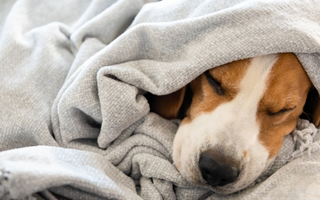 The Best Dog Blankets to Choose This Year