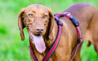 Bloodhound Temperament: What to Expect from Your Dog