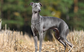 Best Diet for Italian Greyhound: Nutrition Tips and Food Recommendations