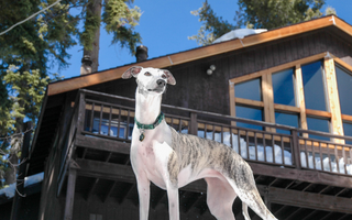 Italian Greyhound Exercise Needs: Keeping Your Italian Greyhound Fit and Happy