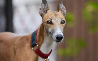 Italian Greyhound Temperament: What to Expect from Your Dog