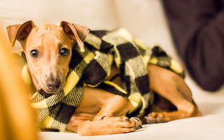 The Ultimate Guide to Italian Greyhound