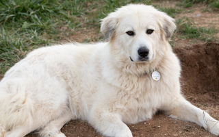 Top 10 Health Concerns for Great Pyrenees: Prevention and Care