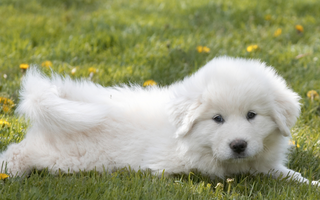 Great Pyrenees Temperament: What to Expect from Your Dog