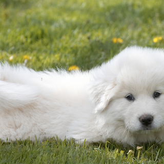 Great Pyrenees Temperament: What to Expect from Your Dog