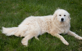 The Ultimate Guide to Great Pyrenees