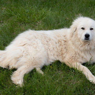 The Ultimate Guide to Great Pyrenees