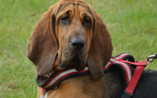 Bloodhound Exercise Needs: Keeping Your Bloodhound Fit and Happy