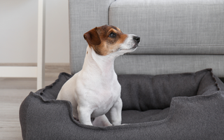 Does My Dog Need an Orthopedic Bed? Signs, Benefits, and Top Picks