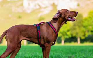 Are the Bloodhound Good with Kids? A Family-Friendly Breed Analysis