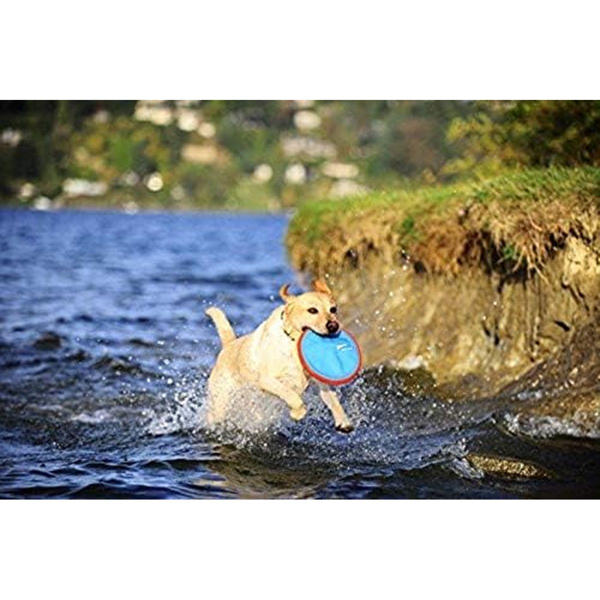 Chuckit! Paraflight Flying Disc Dog Toy, Large (9.75"), Orange and Blue - HappyTails