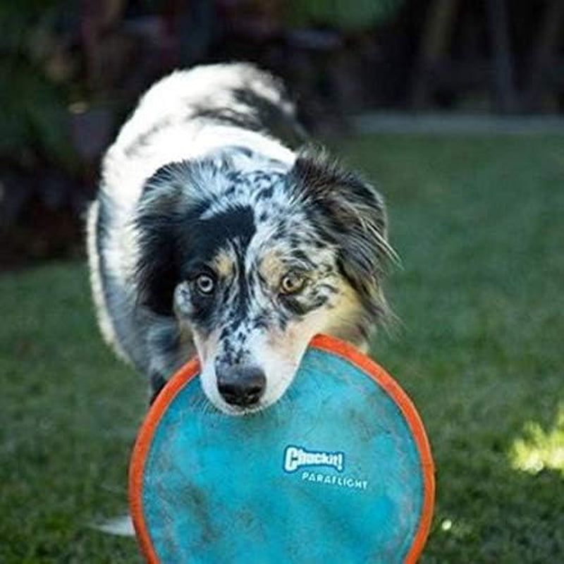 Chuckit! Paraflight Flying Disc Dog Toy, Large (9.75"), Orange and Blue - HappyTails