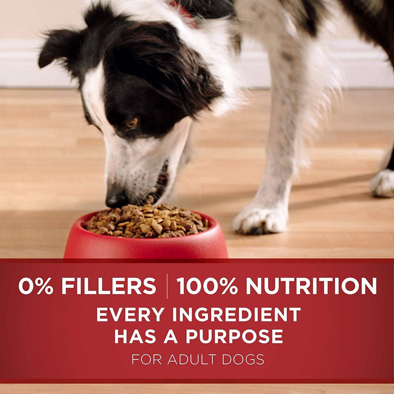 A black and white border collie eating from a red bowl filled with dog food, with the text "0% Fillers, 100% Nutrition, Every Ingredient Has a Purpose, For Adult Dogs" displayed on a maroon background.