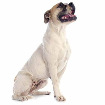 American Bulldog