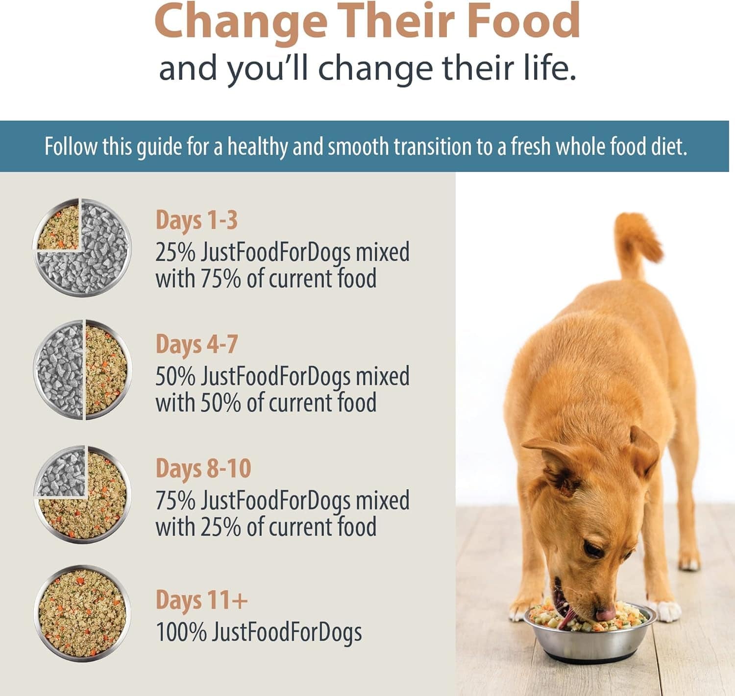 A golden dog eating from a bowl, next to a four-step guide for transitioning to 'JustFoodForDogs' diet, showing proportions of new food mixed with current food over days 1-3, 4-7, 8-10, and fully transitioning by day 11+. The text emphasizes the life-changing benefits of switching to a fresh whole food diet.