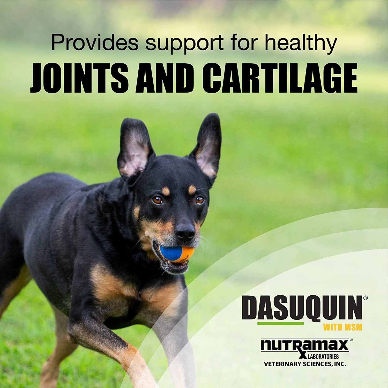 Nutramax Laboratories Dasuquin with MSM Joint Health Supplement for Large Dogs - with Glucosamine, MSM, Chondroitin, ASU, Boswellia Serrata Extract, and Green Tea Extract, 150 Soft Chews - HappyTails